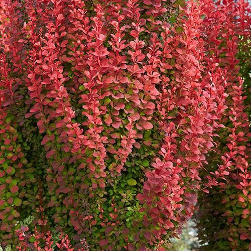  Berberis Thunbergii Orange Rocket