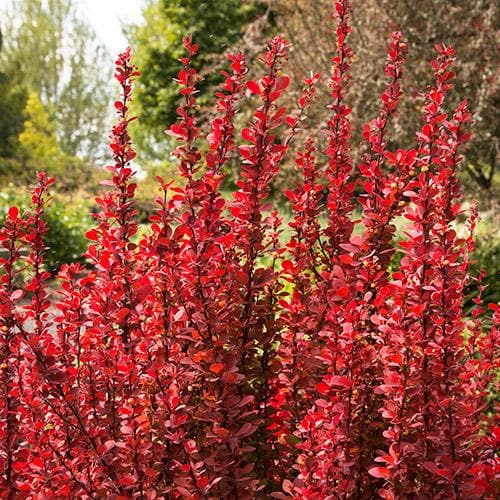  Berberis Thunbergii Orange Rocket