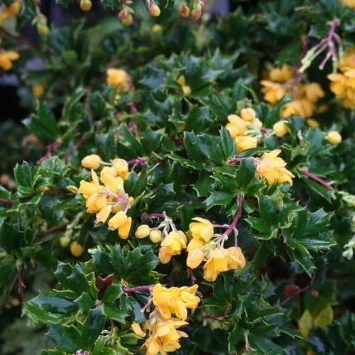  Berberis Darwinii Nana