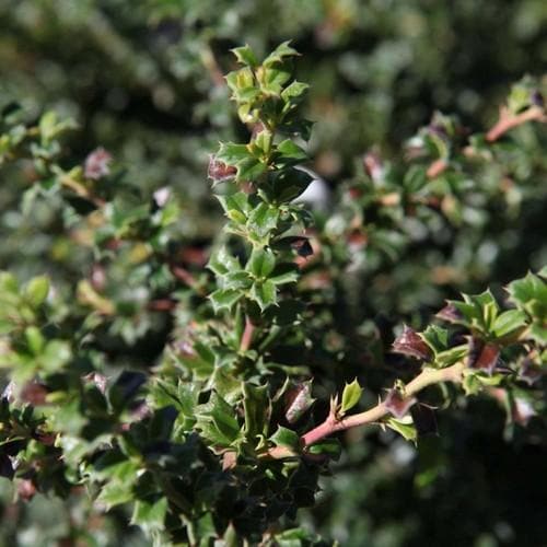  Berberis Darwinii Nana