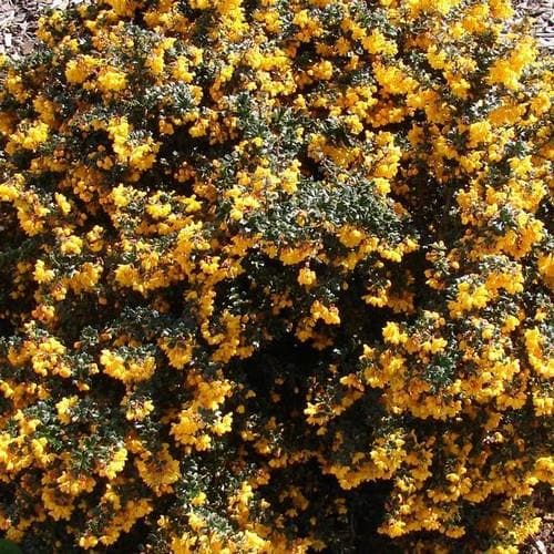  Berberis Darwinii Nana