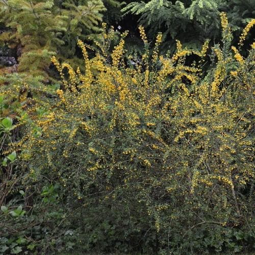  Berberis Lologensis Mystery Fire