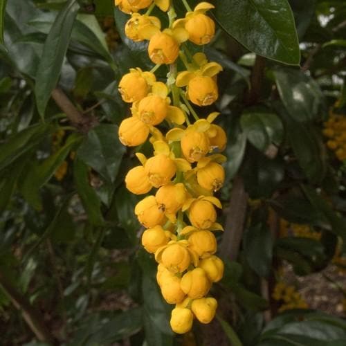  Berberis Valdiviana