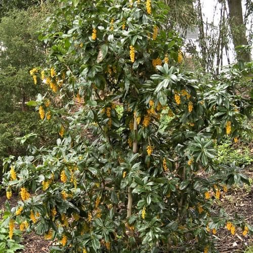  Berberis Valdiviana