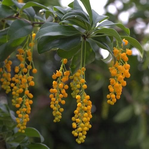  Berberis Valdiviana
