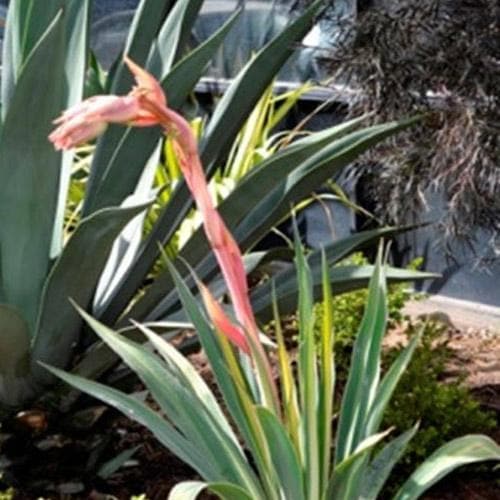  Beschorneria Yuccoides Flamingo Glow
