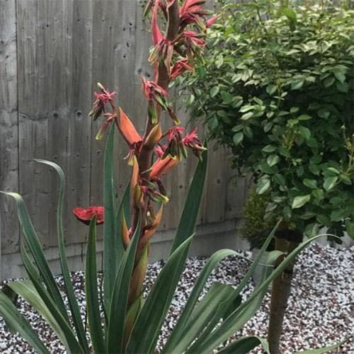  Beschorneria Yuccoides Flamingo Glow