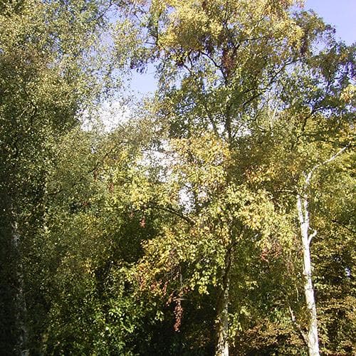  Betula Ermanii Holland