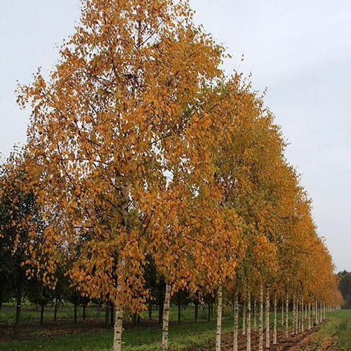  Betula Ermanii Holland