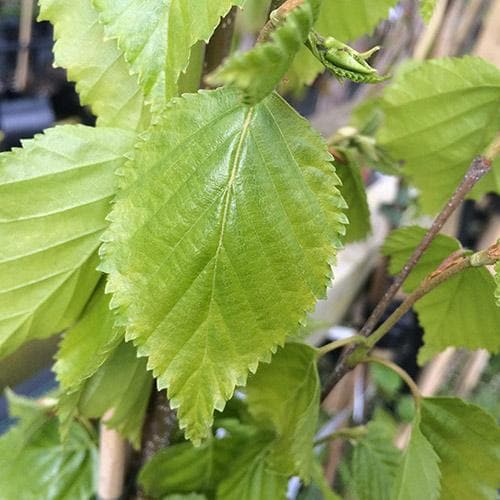  Betula Ermanii Holland