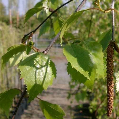  Betula Pendula Tristis