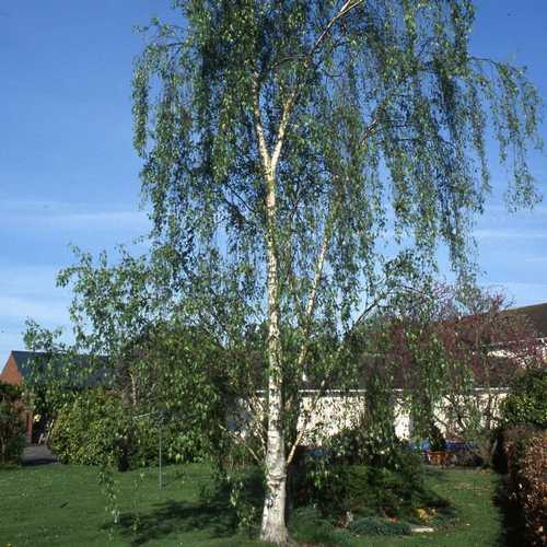  Betula Pendula Tristis