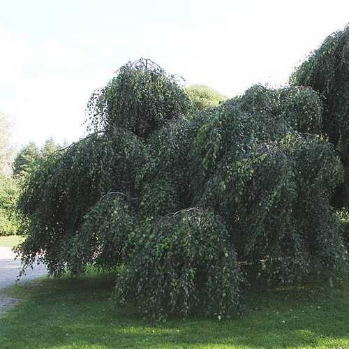  Betula Pendula Youngii