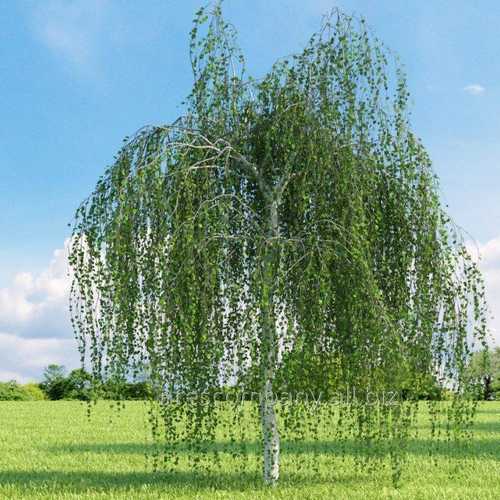  Betula Utilis Long Trunk