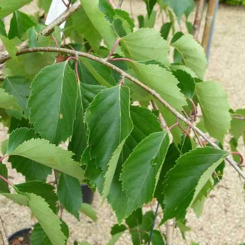  Betula Utilis Long Trunk
