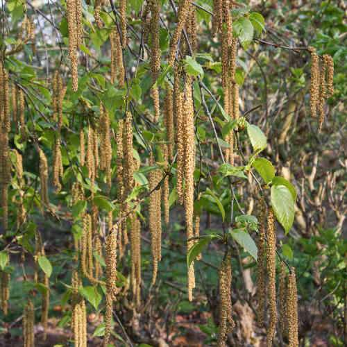  Betula Albosinensis Var. Septentrionlis Kansu
