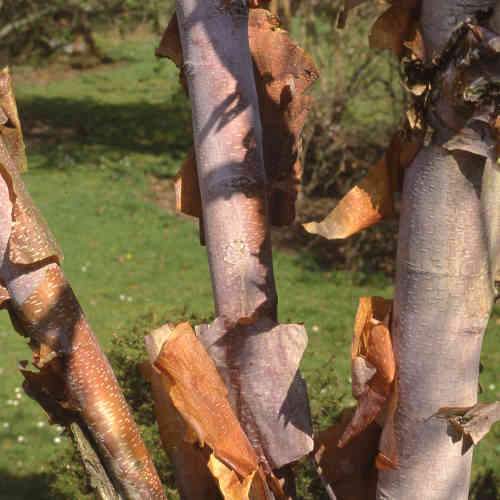  Betula Albosinensis Var. Septentrionlis Kansu