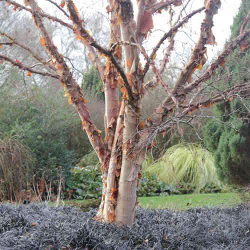  Betula Albosinensis Pink Champagne