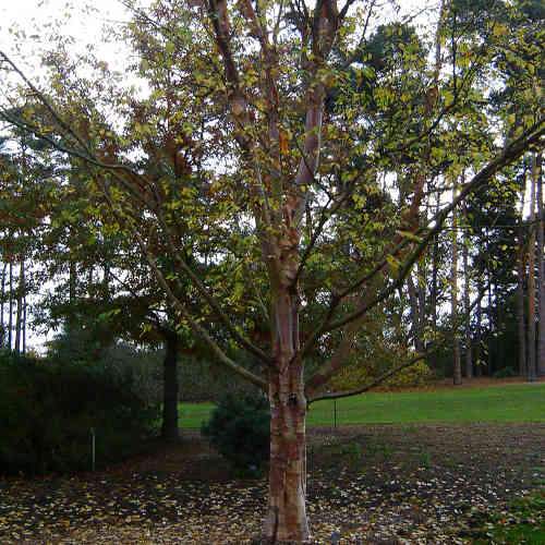  Betula Albosinensis Red Panda