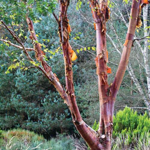  Betula Albosinensis Red Panda