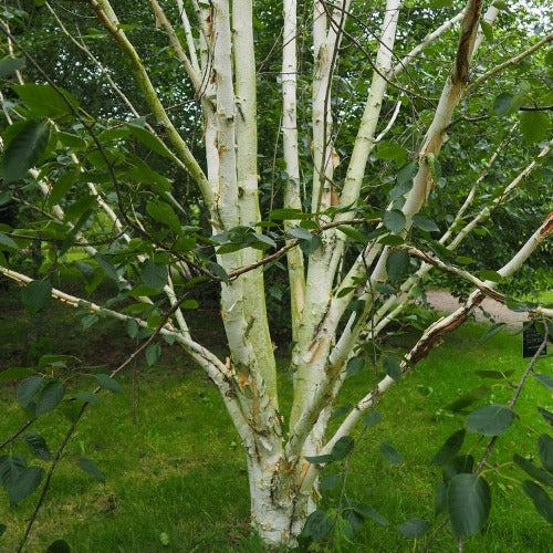  Betula Utilis Jaquemontii Doorenbos - Himalayan Birch