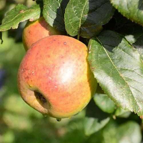 Apple Blenheim Orange