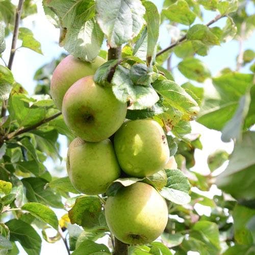  Apple Blenheim Orange