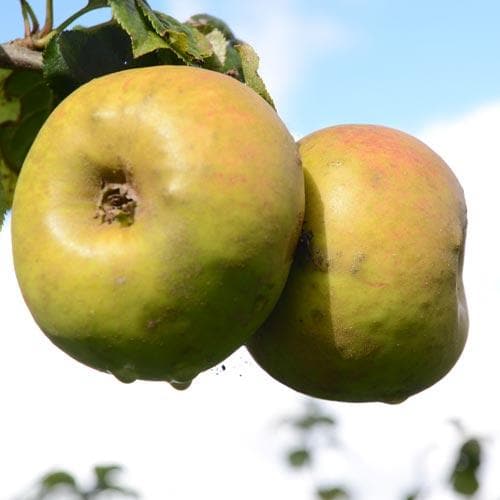  Apple Blenheim Orange