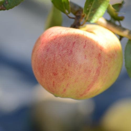  Apple Bloody Butcher