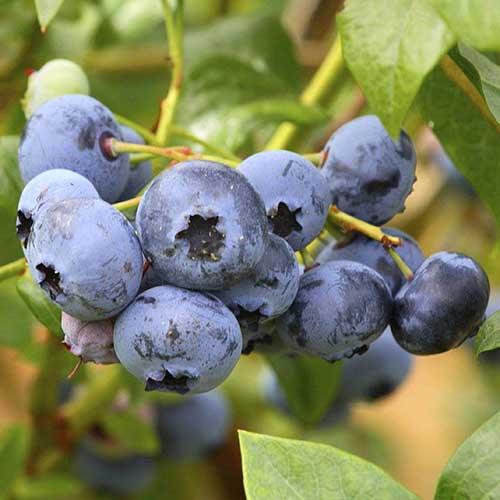 Blueberry Duke