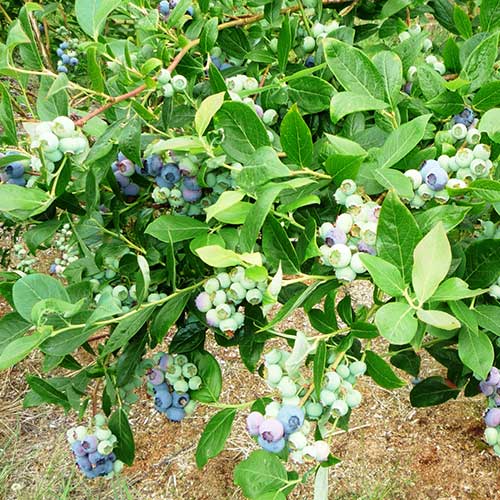  Blueberry Duke