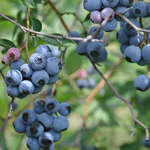  Blueberry Duke