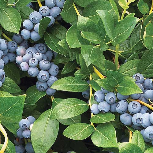  Blueberry Duke