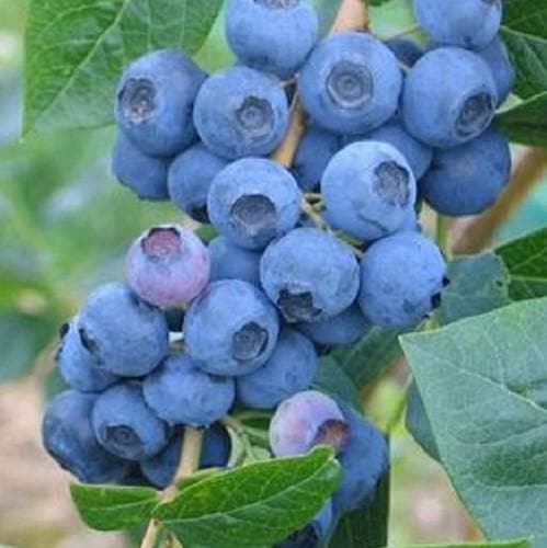  Blueberry Grover