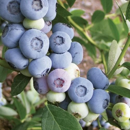  Blueberry Liberty®