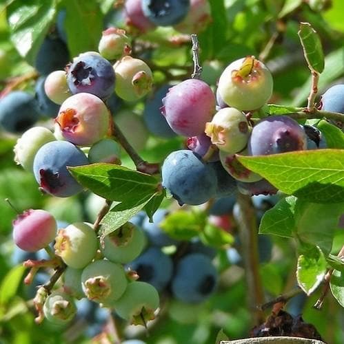  Blueberry Northland