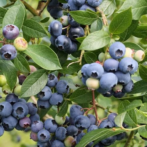  Blueberry Northland