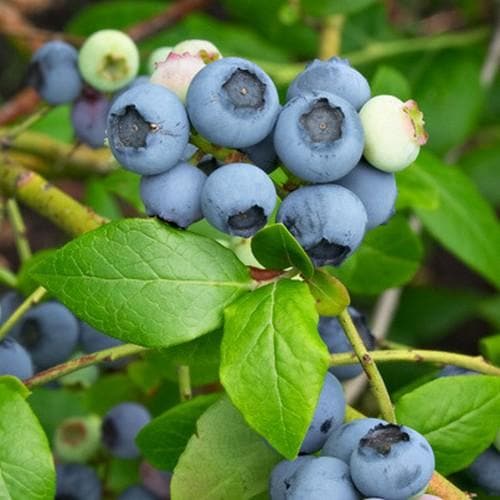  Blueberry Northland