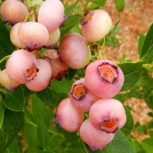  Blueberry Pink Popcorn®