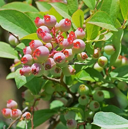  Blueberry Pink Popcorn®