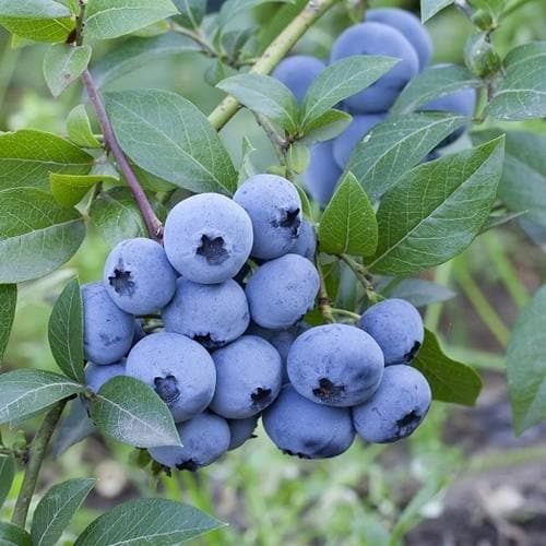  Blueberry Sweetheart®