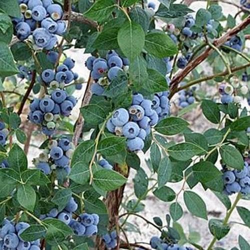  Blueberry Sweetheart®