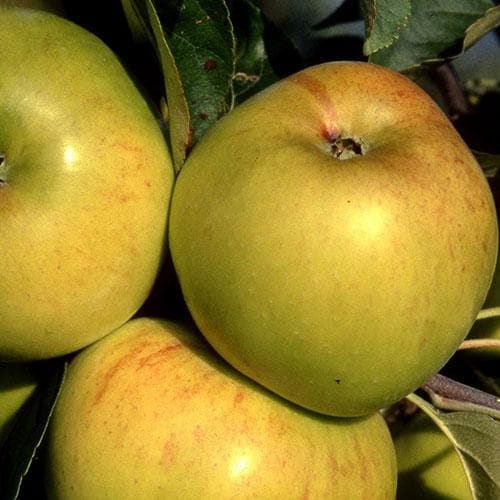  Apple Bountiful