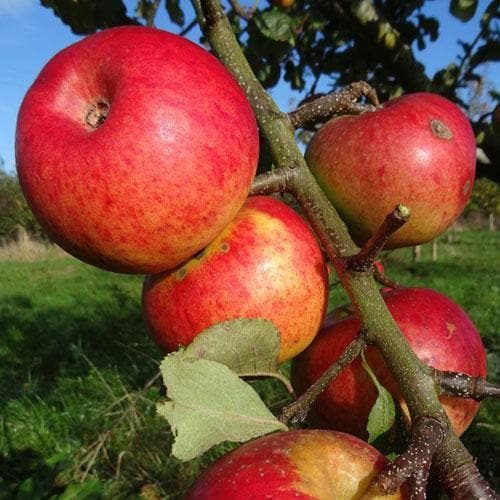  Apple Bountiful