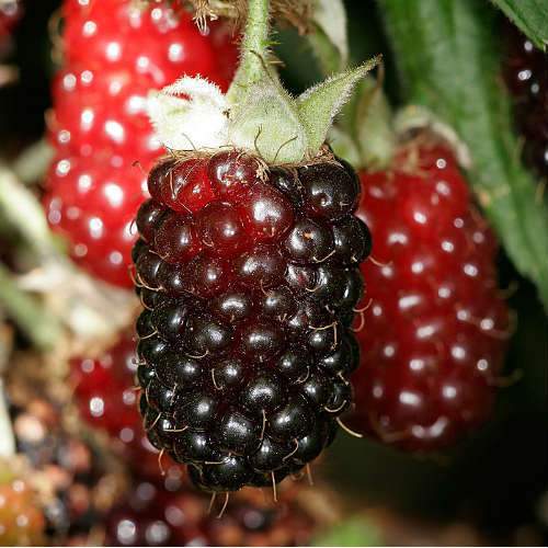  Boysenberry