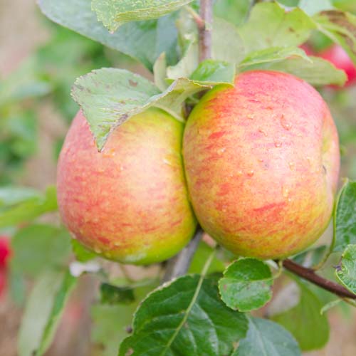  Apple Bramley Clone 20