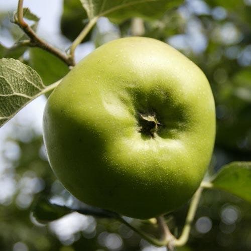  Apple Bramley’s Seedling