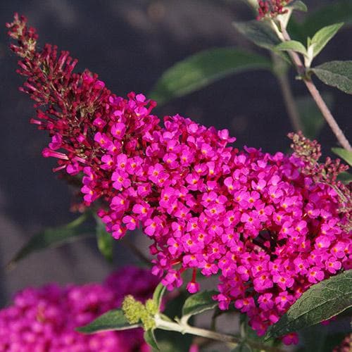  Buddleja Davidii Buzz Hot Raspberry