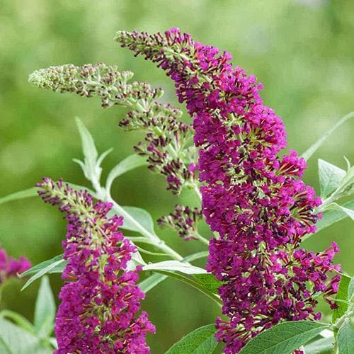  Buddleja Davidii Buzz Hot Raspberry