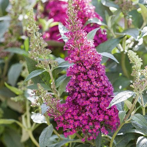  Buddleja Davidii Buzz Hot Raspberry